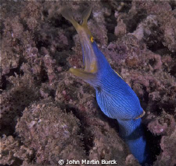 This ribbon eel was a nice surprise near the then of our ... by John Martin Burck 
